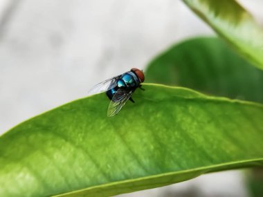 Hominivorax (Yeni Dünya 'da vida kurdu sineği veya kısaca vida kurdu), larvalarının canlı dokuları nasıl yediği ile tanınan bir parazit sineği türüdür..