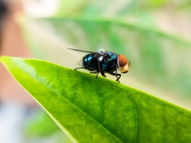 Cochliomyia hominivorax, kısaca 