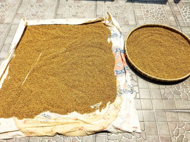 Kişniş ağacını güneşte kurutun. Kişniş kurutmanın geleneksel süreci