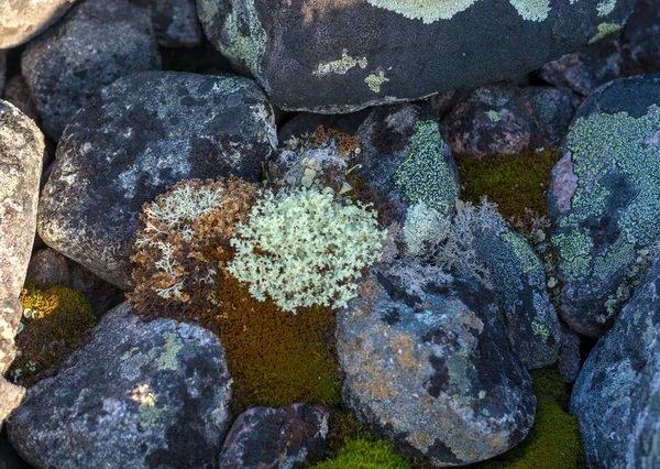 Likenler Yuvarlak Taşları Sarıyor Kuzey Enlemi Taşlar Arasında Beyaz Yosun — Stok fotoğraf