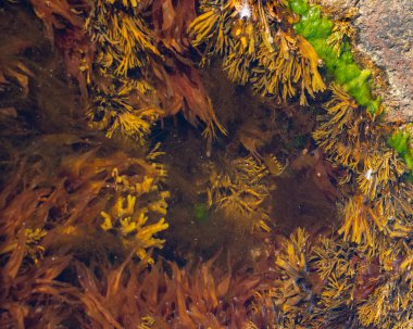 Bir taş oyuk içinde sualtı Kuzey yosun çeşitli. Berrak suda yeşil renkli deniz yosunu.