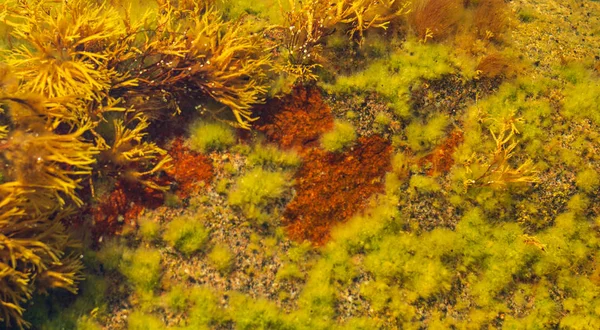 A variety of Northern algae underwater in a stone hollow. Green colored seaweed in clear water.