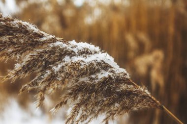 Kuru kıyı reed ile kar, dikey doğa arka plan titredin.