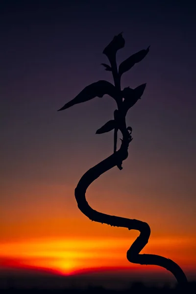 La silhouette d'une fleur contre un coucher de soleil, Suède — Photo