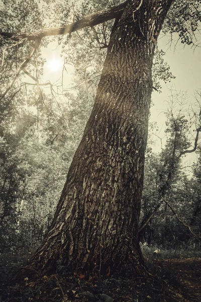 Viejo árbol con raíces en un acantilado —  Fotos de Stock