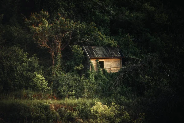 Abandoned Wooden House Thickets Wooden House Many Trees Sunlit Road — Stock Photo, Image