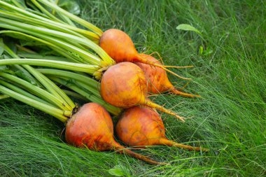Boldor pancar kökü çeşitleri koyu altın tenli ve yeşil yapraklı çimlerin üzerinde. Hasat edilen pancarlar, sonbahar mahsulleri.
