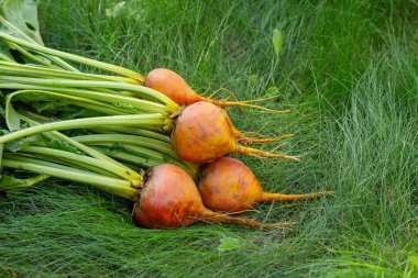 Boldor pancar kökü çeşitleri koyu altın tenli ve yeşil yapraklı çimlerin üzerinde. Hasat edilen pancarlar, sonbahar mahsulleri.