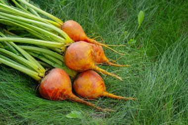 Boldor pancar kökü çeşitleri koyu altın tenli ve yeşil yapraklı çimlerin üzerinde. Hasat edilen pancarlar, sonbahar mahsulleri.
