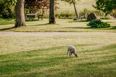 Genç bir kuzu, arka planda ağaçlar, sandalyeler ve banklarla dolu huzurlu bir kırsalda tasmasına bağlı olarak çimenli bir çimenlikte otluyor..
