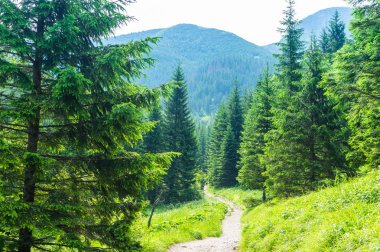 Hiking trail. Turizm dağlarda. Zakopane yaz.