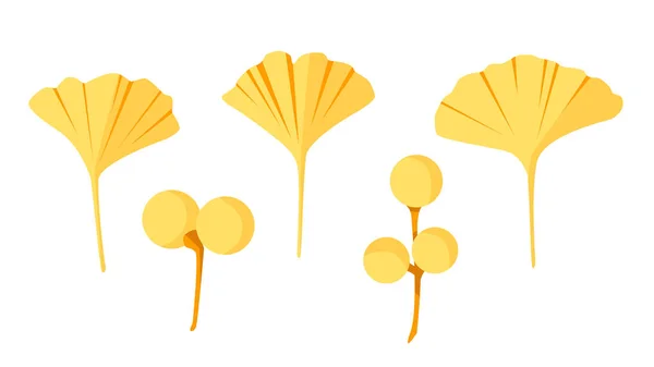 Plante Alternative Feuilles Ginkgo Biloba Baies Ensemble Vectoriel Style Plat — Image vectorielle