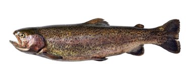 raw rainbow trout isolated on white background clipart