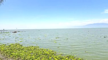 View of a peaceful lake with green plants floating along the shore, under a bright blue sky on a sunny day.