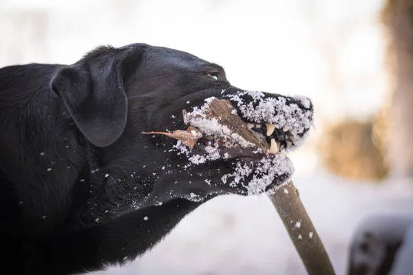 Černý Labradorský Retrívr Hraje Holí Zimě Sníh Kolem Psa — Stock fotografie