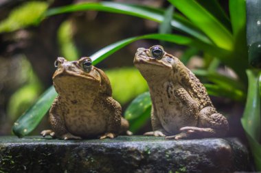 Akvaryum de Berlin (Almanya ayakta iki kamışı kurbağalarınız (dev neotropical toads))