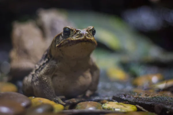 Sapo Caña Sapo Neotropical Gigante Pie Acuario Berlín Alemania — Foto de Stock