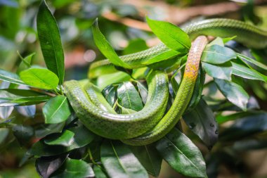 Akvaryum de Berlin (Almanya dalında yeşil yılan)