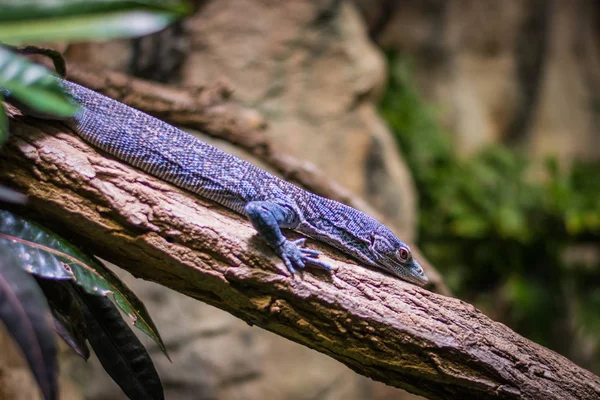 Monitor Árbol Manchas Azules Pie Sobre Árbol Acuario Berlín Alemania — Foto de Stock