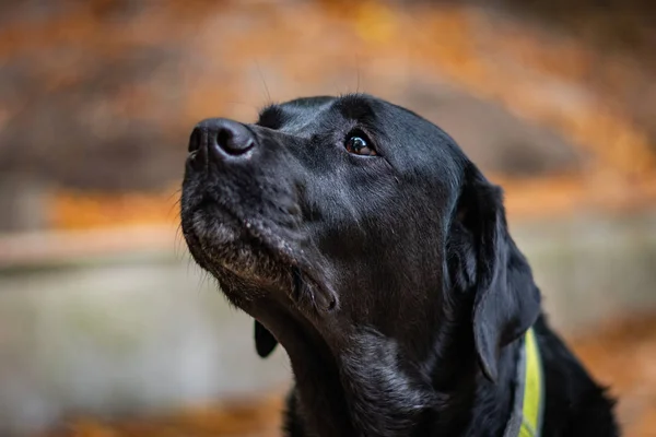 秋楽しみ美しい黒のラブラドールレトリバー犬は緑の襟 周辺にオレンジの葉 犬の頭の中心では — ストック写真
