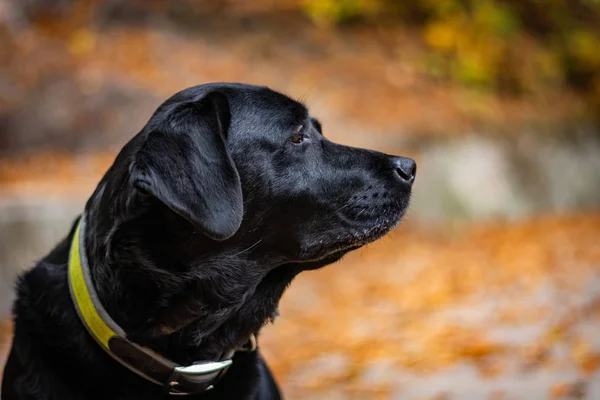 中に黒のラブラドールレトリーバーの頭犬は右を見て 緑の襟 周辺にオレンジ色の葉 — ストック写真