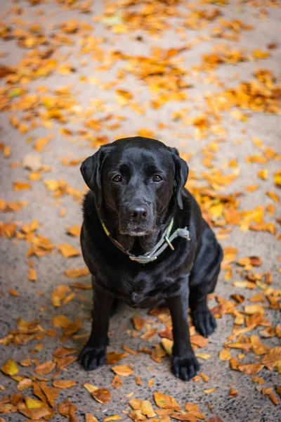 Black Labrador Retriever Sentado Chão Cinza Olhando Para Frente Durante — Fotografia de Stock