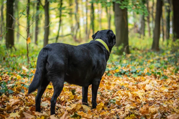 Černý Pes Labrador Retriever Stojící Lese Během Podzimu Pes Zelený — Stock fotografie