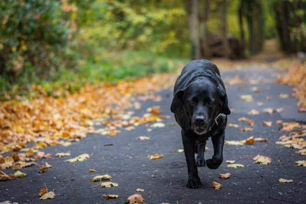 Černý Pes Labrador Retriever Procházky Lese Během Podzimu Pes Zelený — Stock fotografie