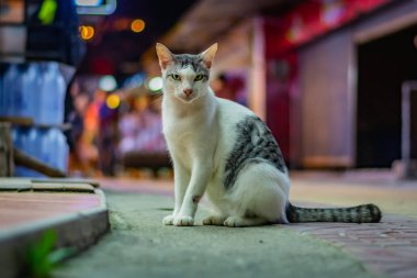 Gri benekli beyaz kedi oturur akşam sokakta geç, ışıklar içinde belgili tanımlık geçmiş, kedi güzel yeşil gözleri var.