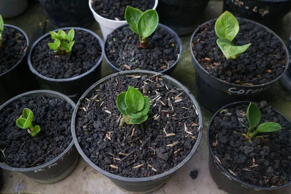 Birçok taze yeşil fidan tencere toprak, üstten görünüm ile büyüyen