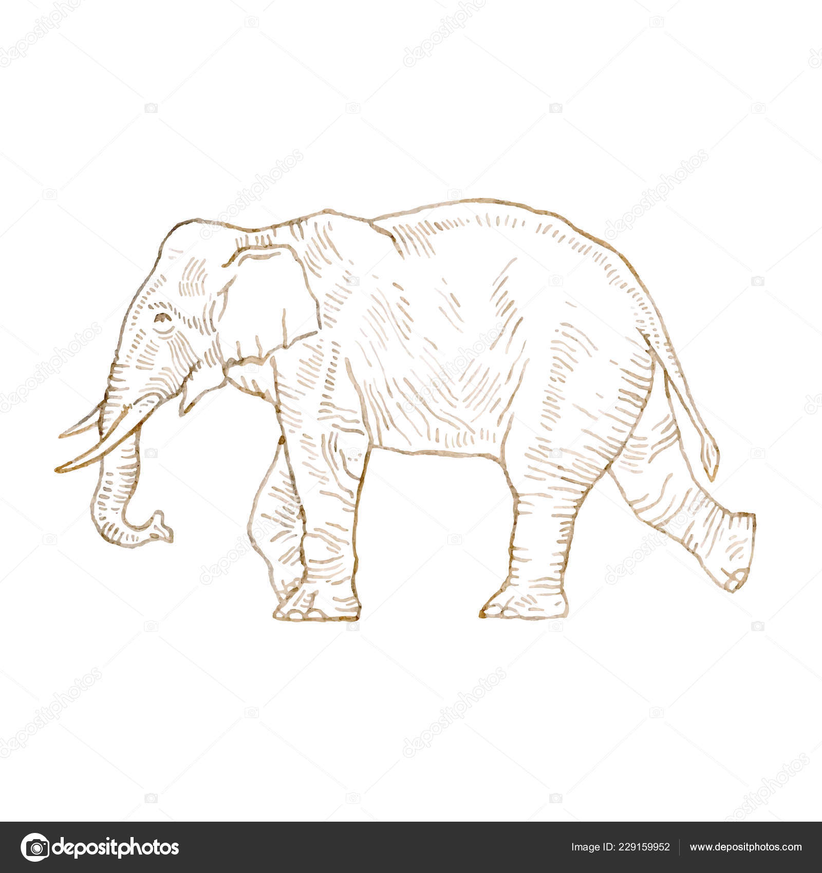 Нарисованный слон вид сверху