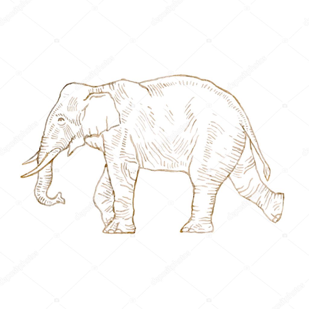 Hand drawing elephant isolated on white.