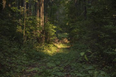  deniz gün batımında yaz gün son   -        -          ,                