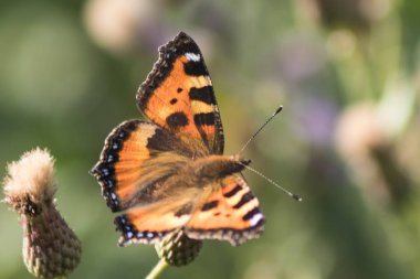 çayır kelebek tavus kuşu göz renkleri