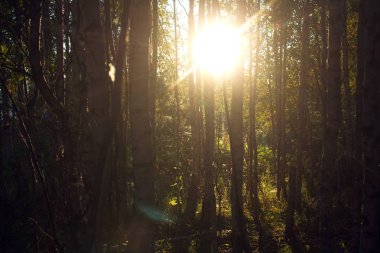 ağaç ışığında