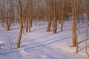 ağaç ışığında