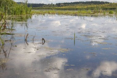 çayır kelebek, kelebek yaz Vishera Nehri'nin çayıra bir çiçek üzerinde