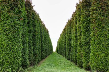 Yeşil çit ağaçları doğal bahçe yolu açık hava simetrisi