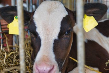 Sığır çiftliği çiftlik hayvanları, çiftlik çiftliğindeki ahır ahırında sarı etiketli.