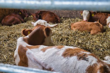 Kırsal tarım ortamındaki ahşap ahır ahırında saman üzerinde dinlenen buzağılar.