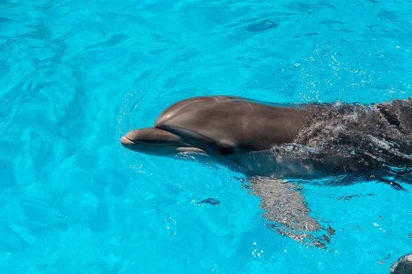 宽吻海豚在蓝色的水中游泳 海豚辅助治疗 — 图库照片