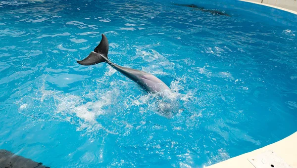 bottlenose dolphin swimming and playing in blue water. Diving dolphin. Dolphin Assisted Therapy