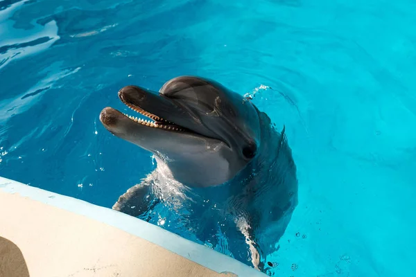 Porträtt Lyckligt Leende Flasknosdelfinen Blå Vatten Dolphin Assisted Therapy — Stockfoto