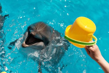 Çocuk ve şişe burunlu yunus renkli bir kova içinde mavi su ile oynuyor. Yunus terapisi destekli