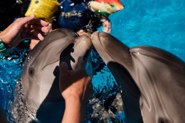 şişe burunlu yunuslar havuzda insanlarla