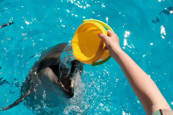 Child Bottlenose Dolphin Playing Water Colorful Bucket Blue Water Dolphin — Stock Photo, Image