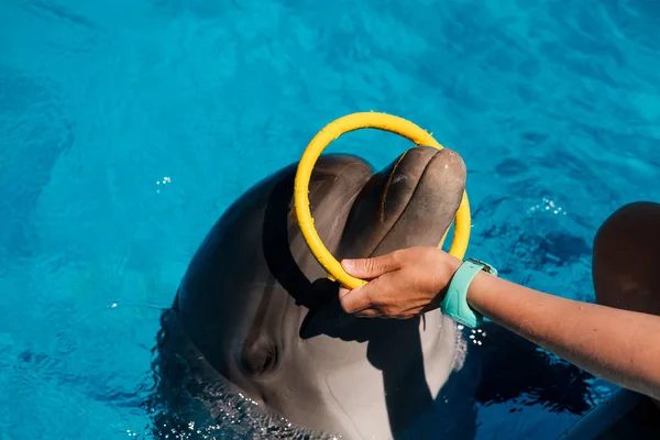 Kobieta Gra Bottlenose Delfiny Niebieski Wody Terapia Delfinami — Zdjęcie stockowe