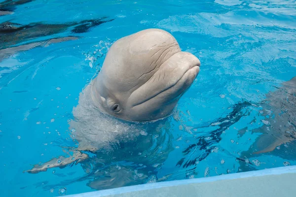 Beluga Ballena Blanca Agua Azul Terapia Asistida Con Delfines — Foto de Stock