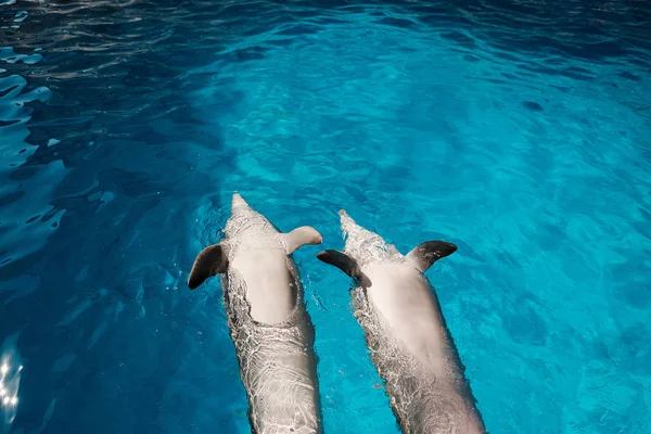 Two Bottlenose Dolphins Swimming Belly Blue Water Dolphin Assisted Therapy — Stock Photo, Image