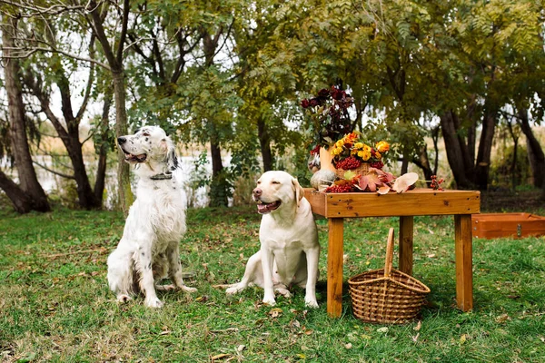 Dos Perros Sentados Otoño Picnic Parque Set Inglés Labrador Retriever — Foto de Stock